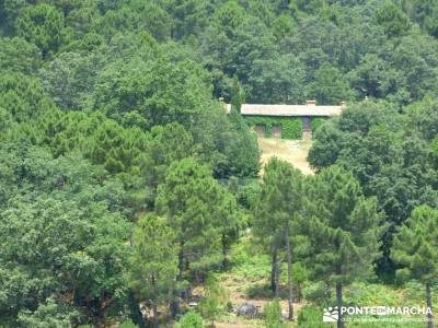 Pinares de la Angostura en Piedralaves;rutas trekking viajes naturaleza